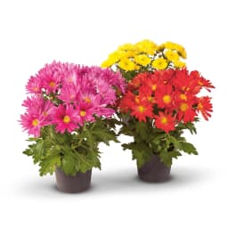Biljka multiflora FI25